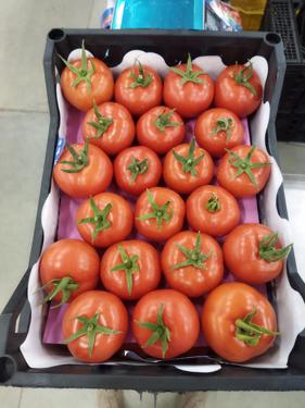 Public product photo - We are alshams an import and export company that offer all kinds of agriculture crops. We offer you Fresh tomatoes for more information contact me: Tel: 0020402544299 Cell(whats-app) 00201093042965